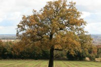 Lone tree in a field