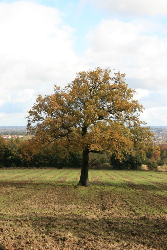 Lone tree in a field