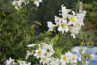 A collection of white and yellow flowers