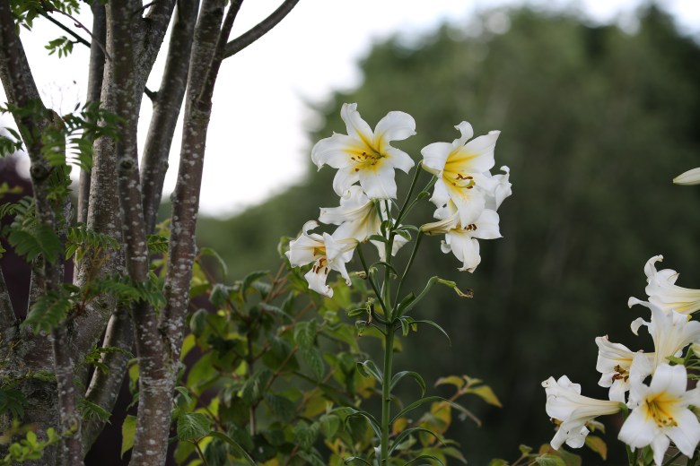 Yellow and White flowers