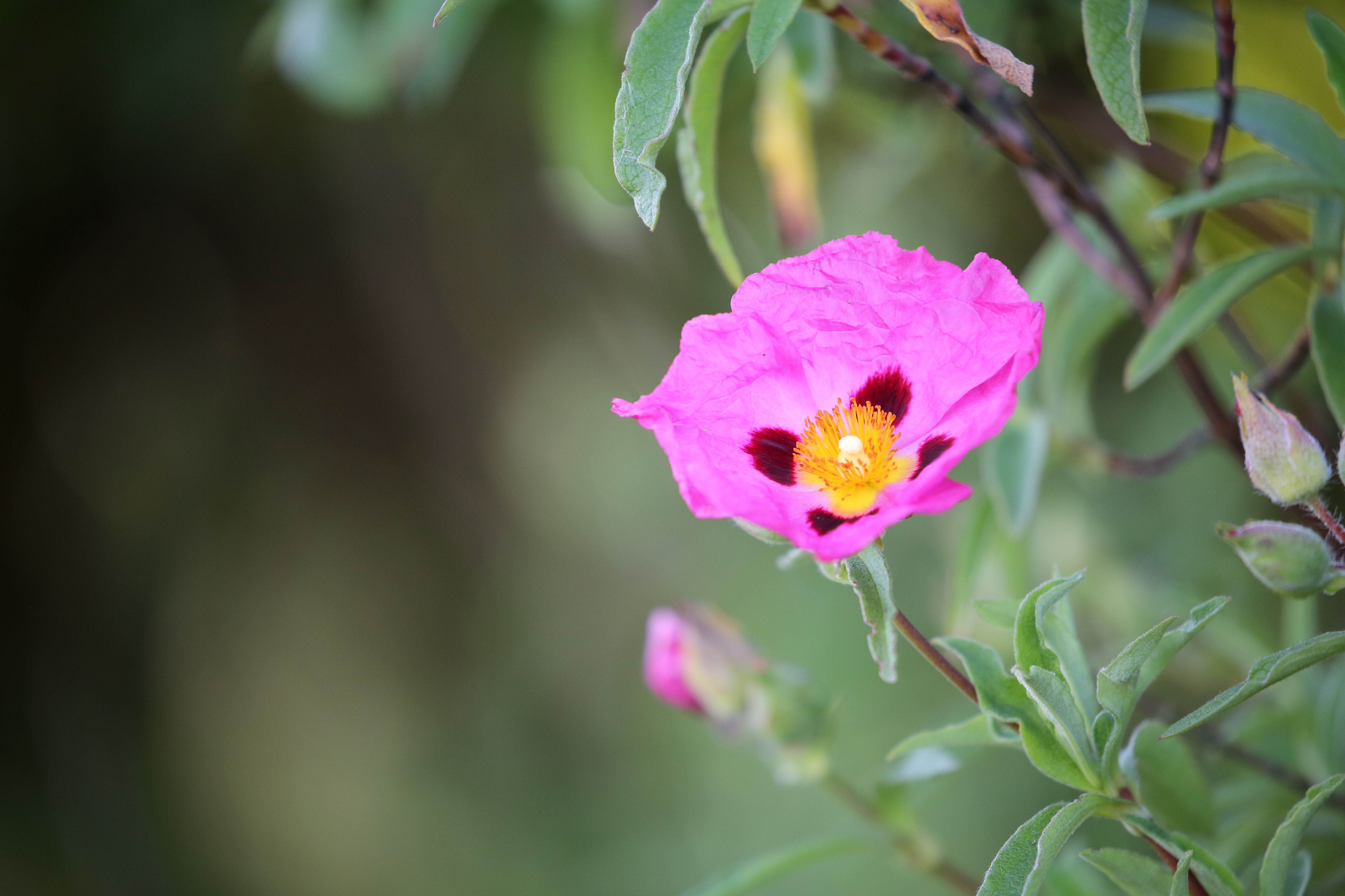 Laudato Si’ Summary – Chapter 3 – Living Laudato Si'