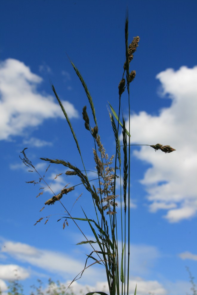 Grasses in the sky