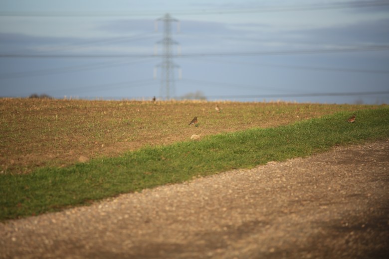 Climate Stability - Field and Powerlines