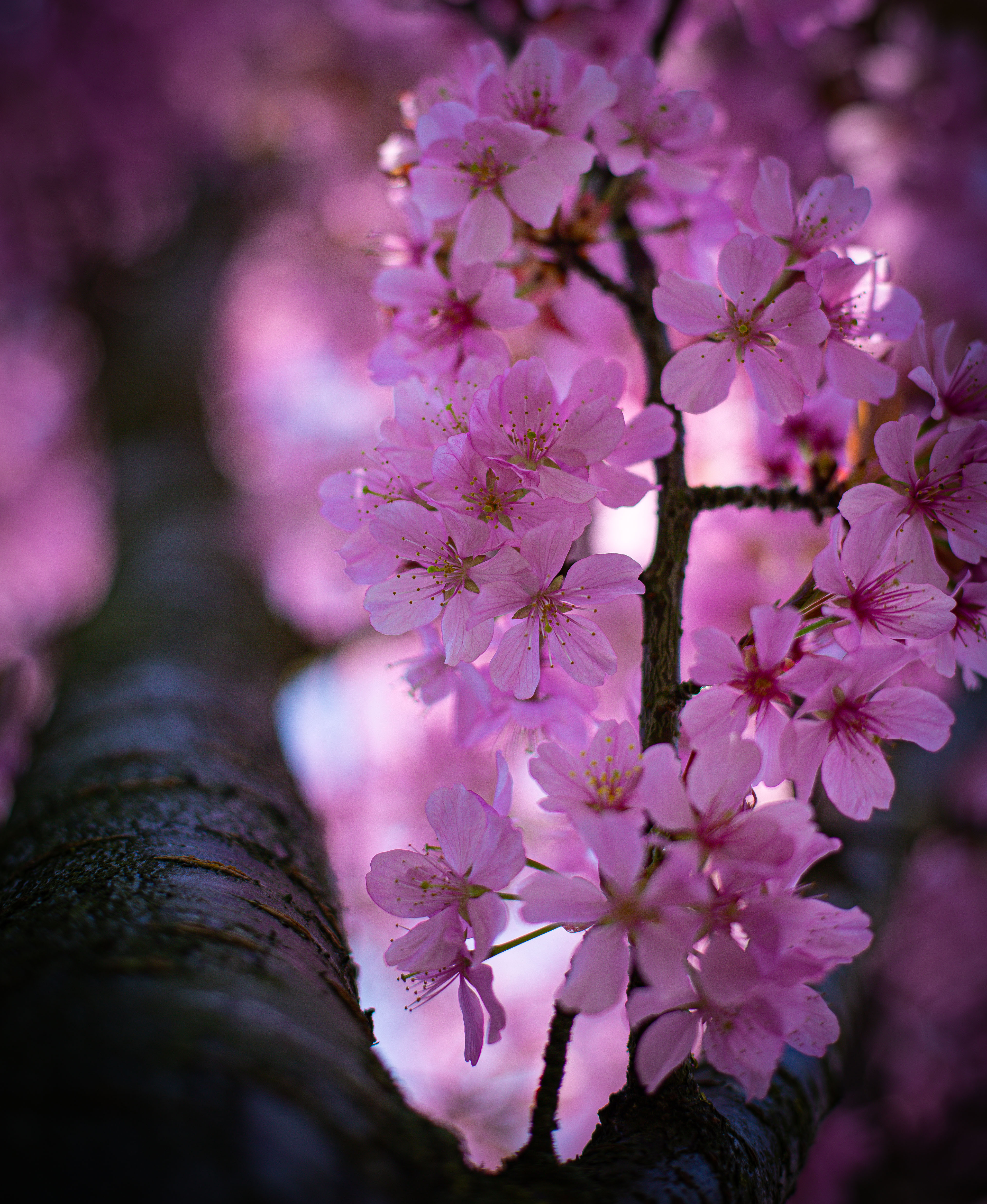Pink Blossom