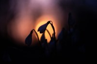 Snowdrops in low light