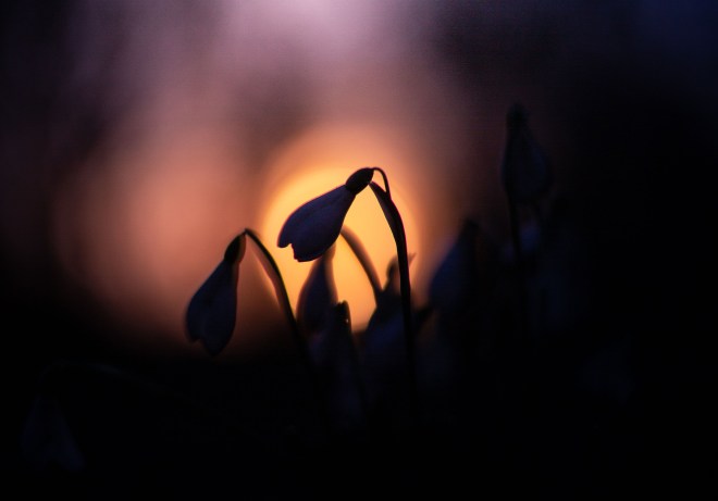 Snowdrops in low light