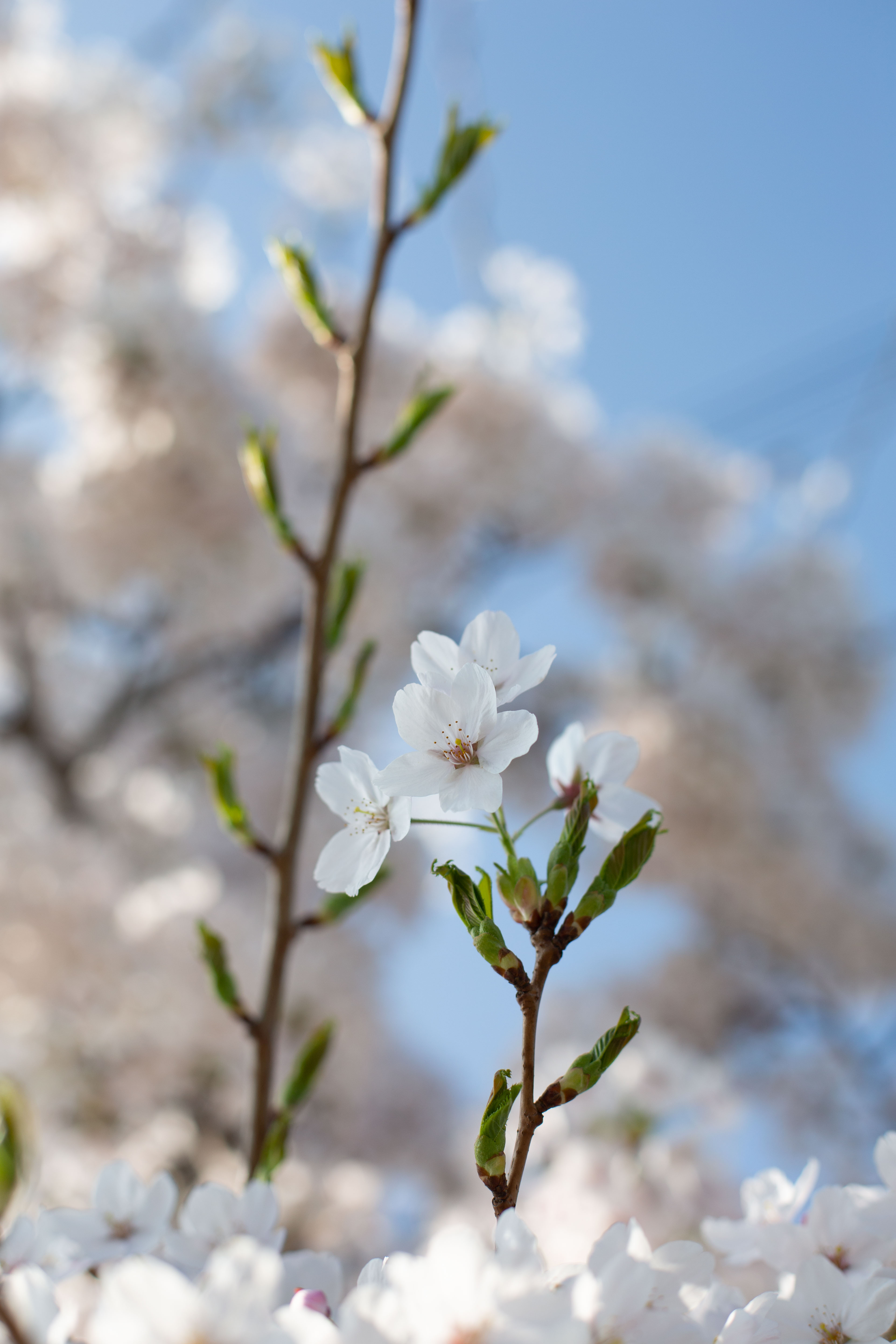 Blossom Appearing