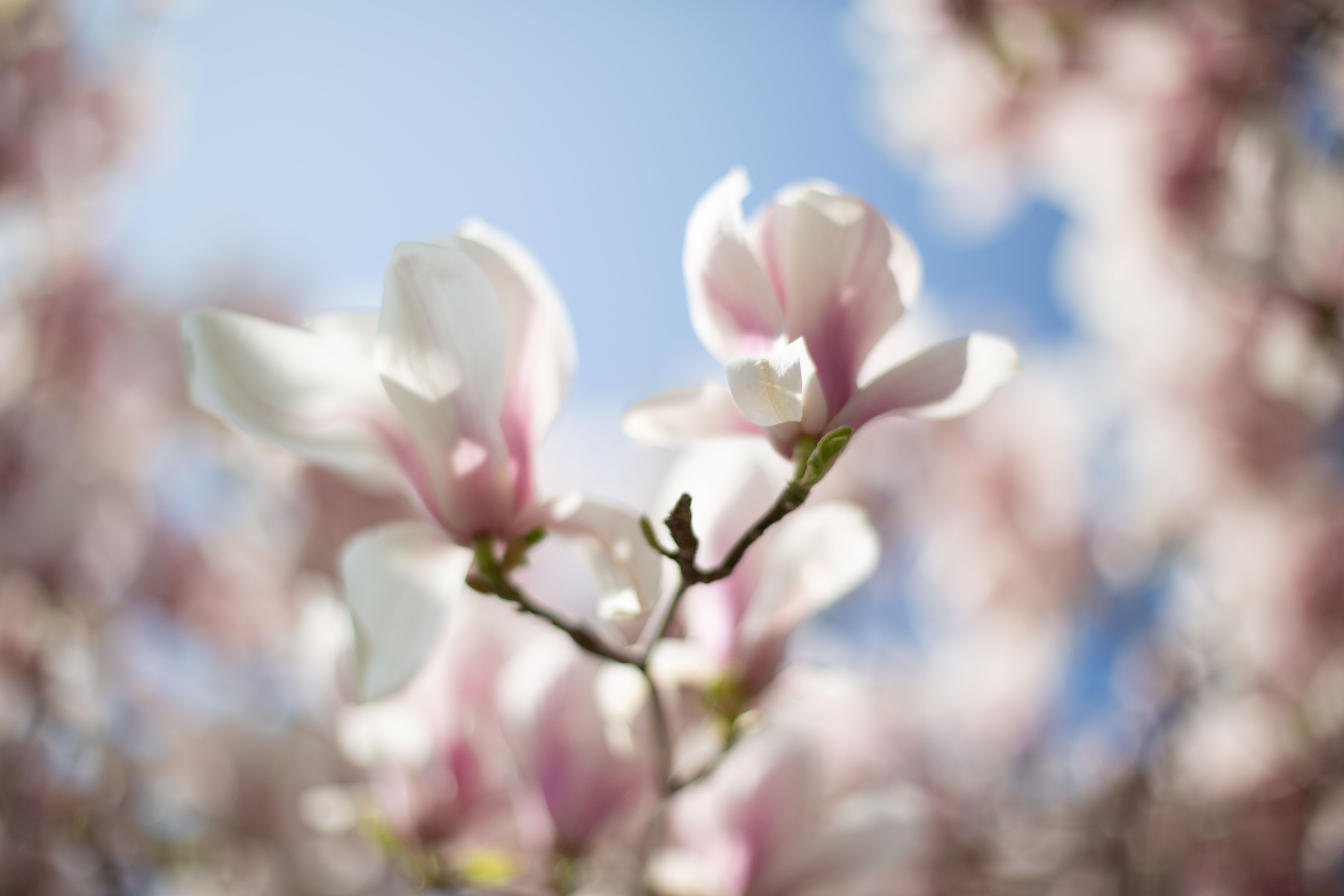 Magnolia Flower