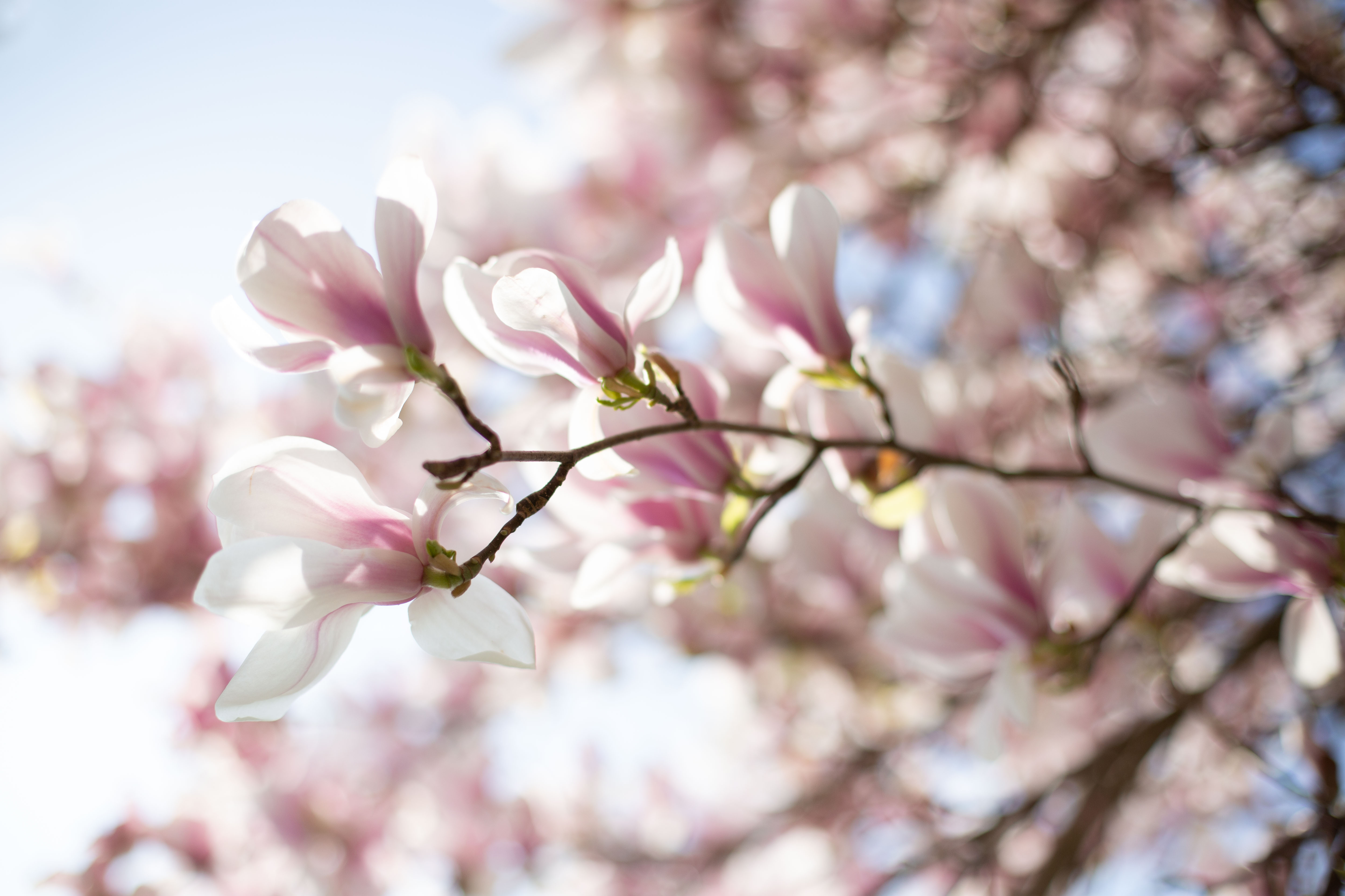 Magnolia Flowers