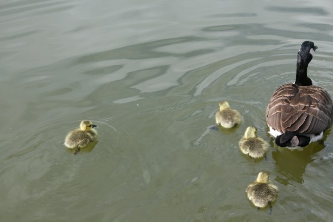 Learning about our World