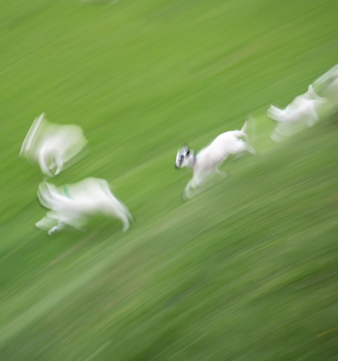 Lambs Running
