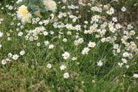 Rewilding a tiny lawn