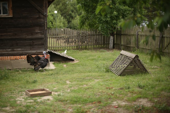 Traditional Turkey Farming