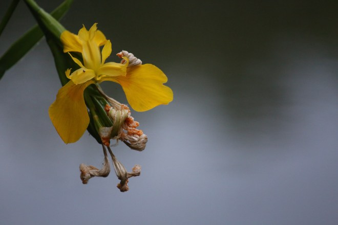 Yellow Flower