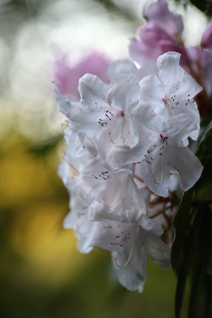 White Flowers