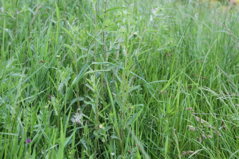 Grass left to grow wild