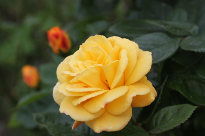 Yellow Rose with visitor