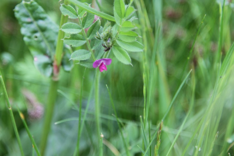 Wildflower in lawn