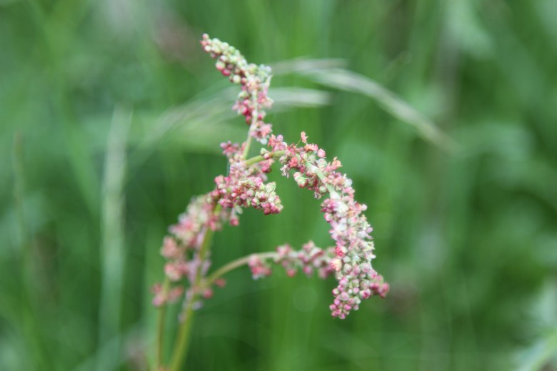 Not all meadow flowers are small and pink