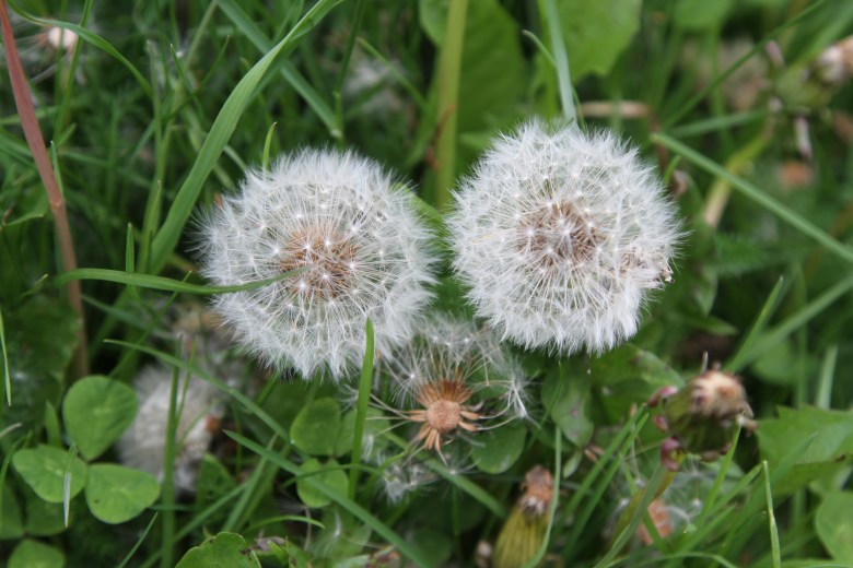 Dandelion seeds