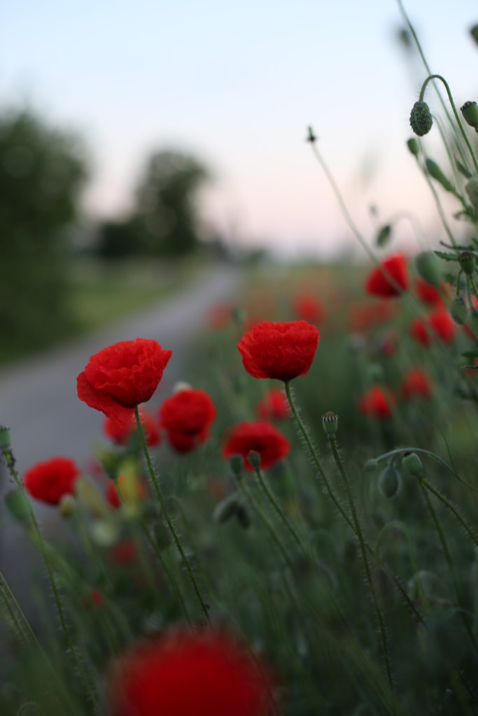 Poppies by a roadside