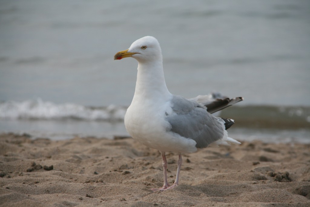 Seagull on the beach