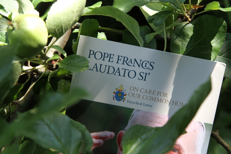 Laudato Si' in an apple tree