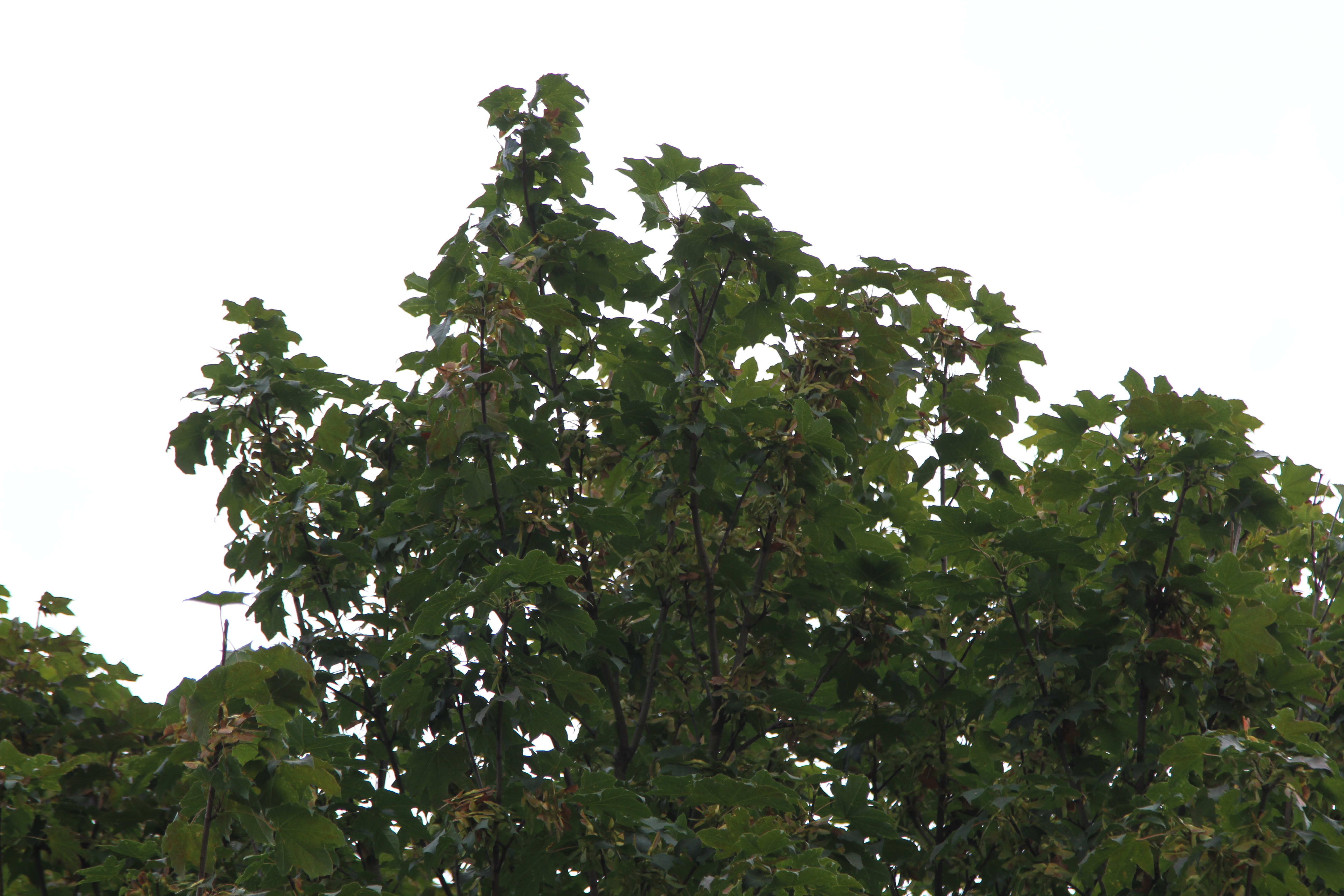 Tree tops in Darley Park