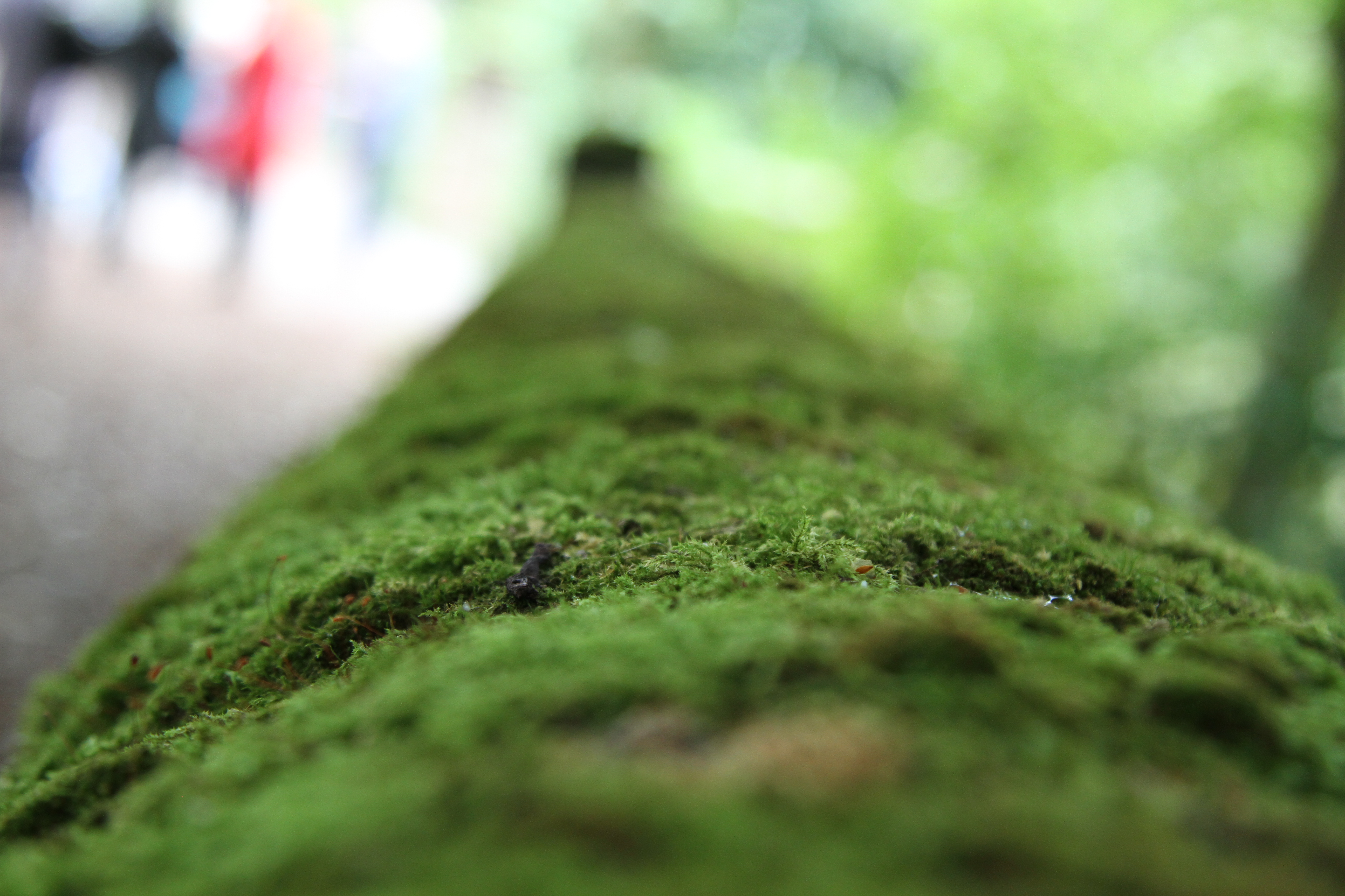 Lichen covering a wall