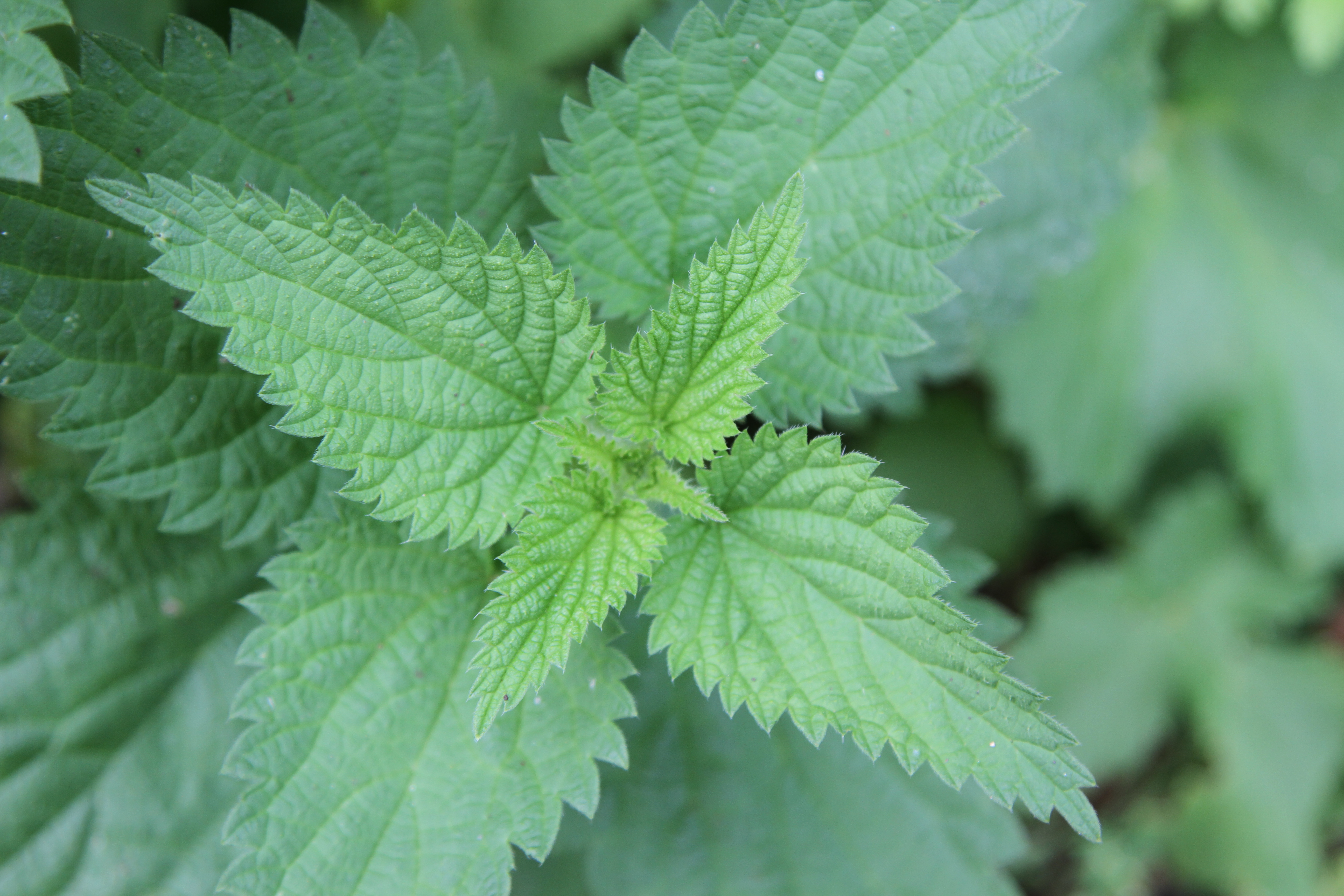 Nettle close-up