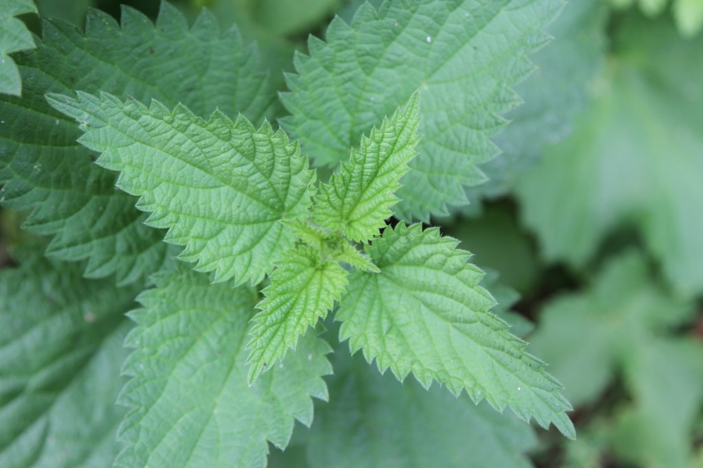 Nettle close-up