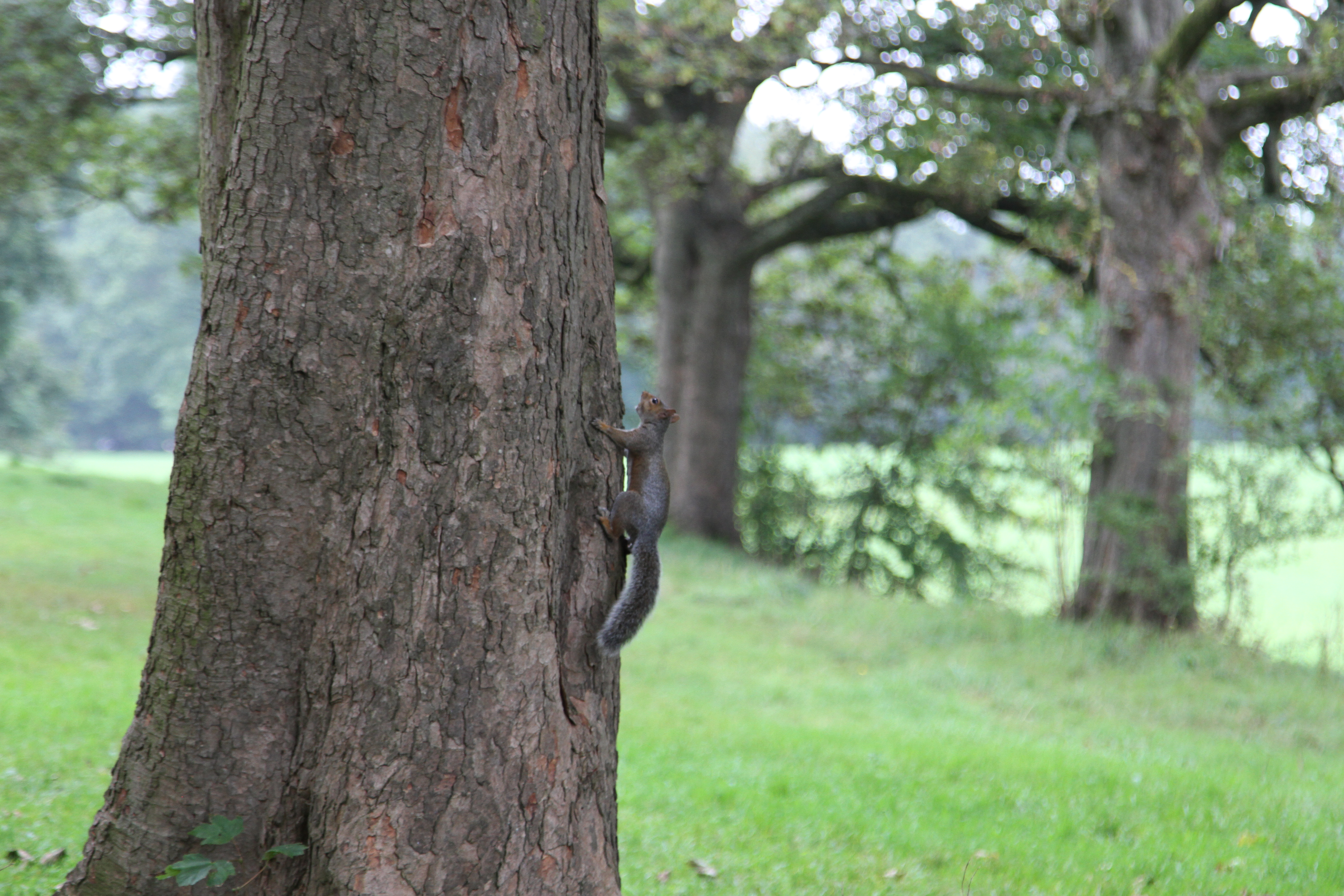 An instant in time capturing a squirrel