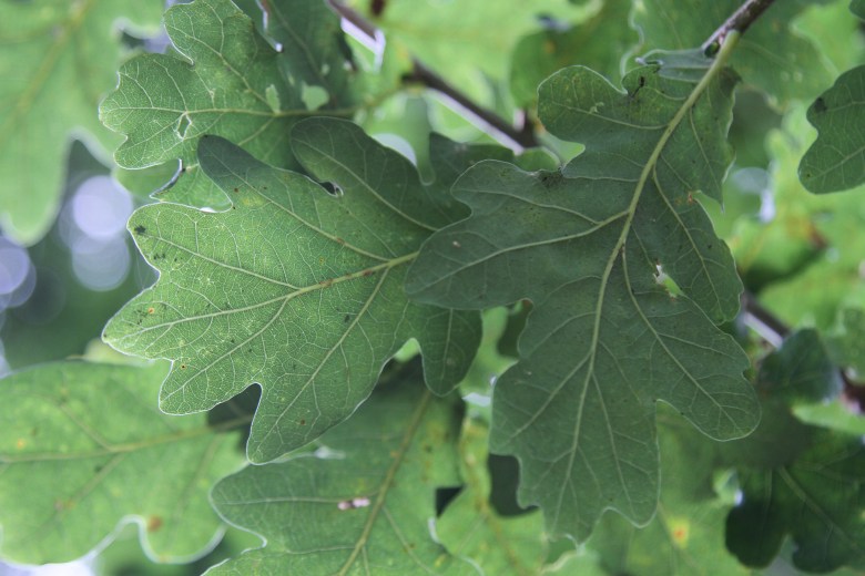 Oak leaf study