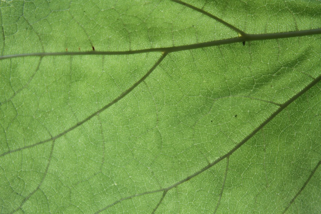 Leaf structure close-up
