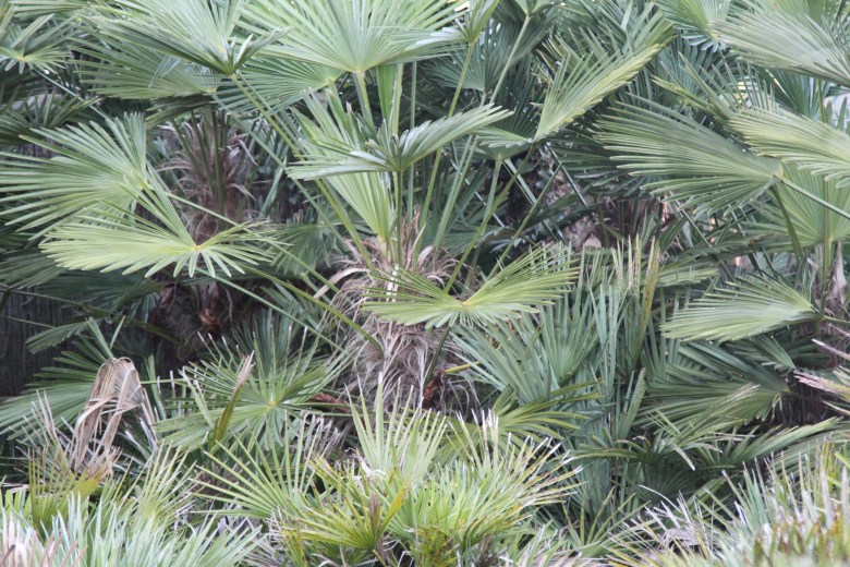 Palm plantation