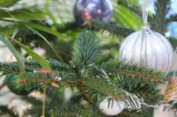 Decorations on a live Christmas tree