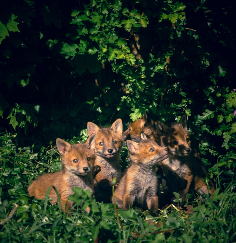 Fox cubs in garden