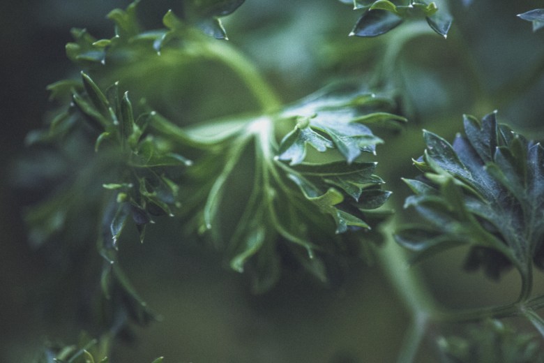 Parsley