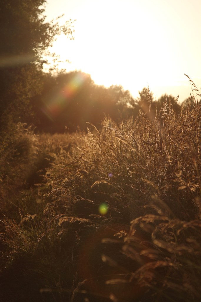Approaching a woodland at dusk