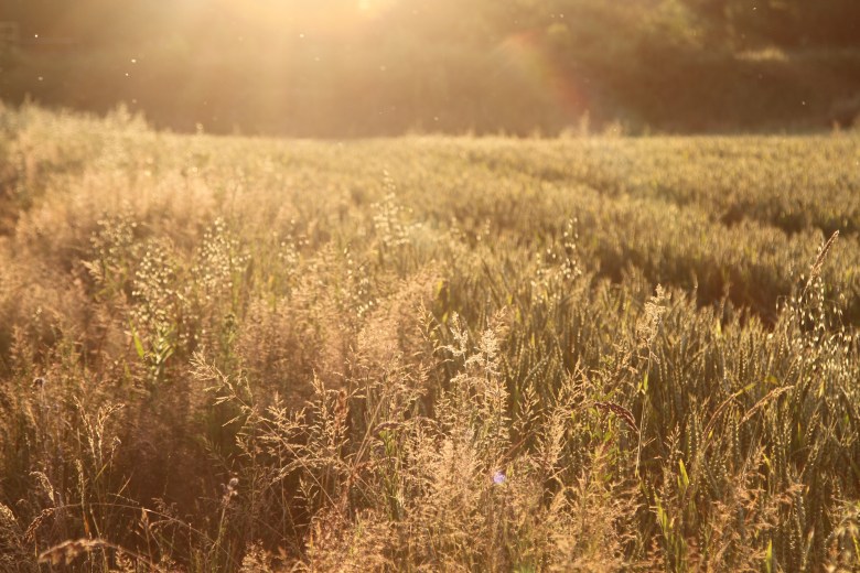 Field of golden cereals at sunset