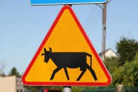 Cattle Warning