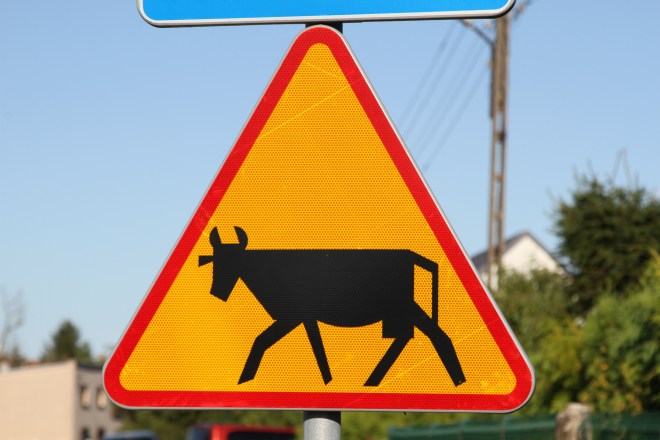 Cattle Warning