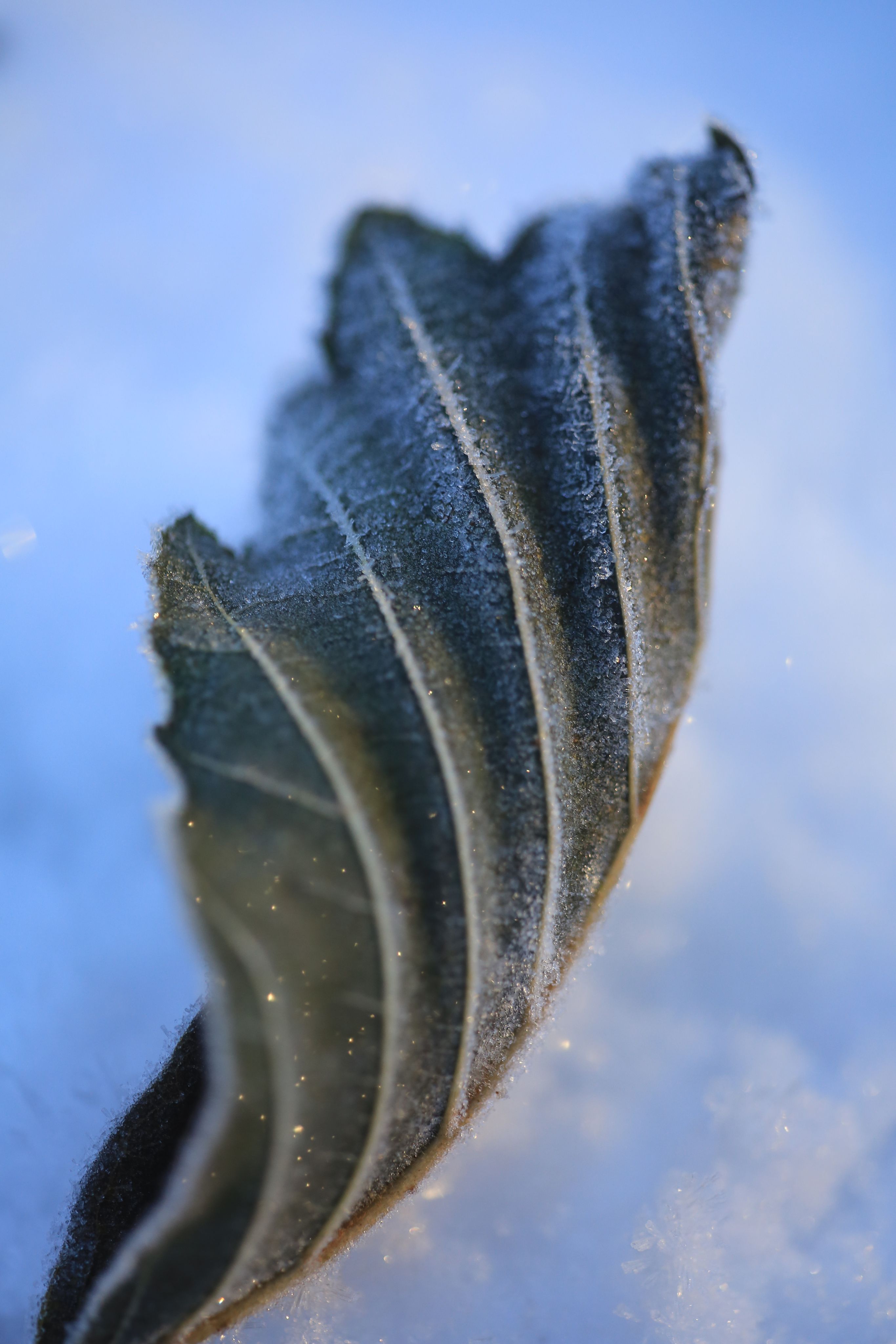 Leaf ice art