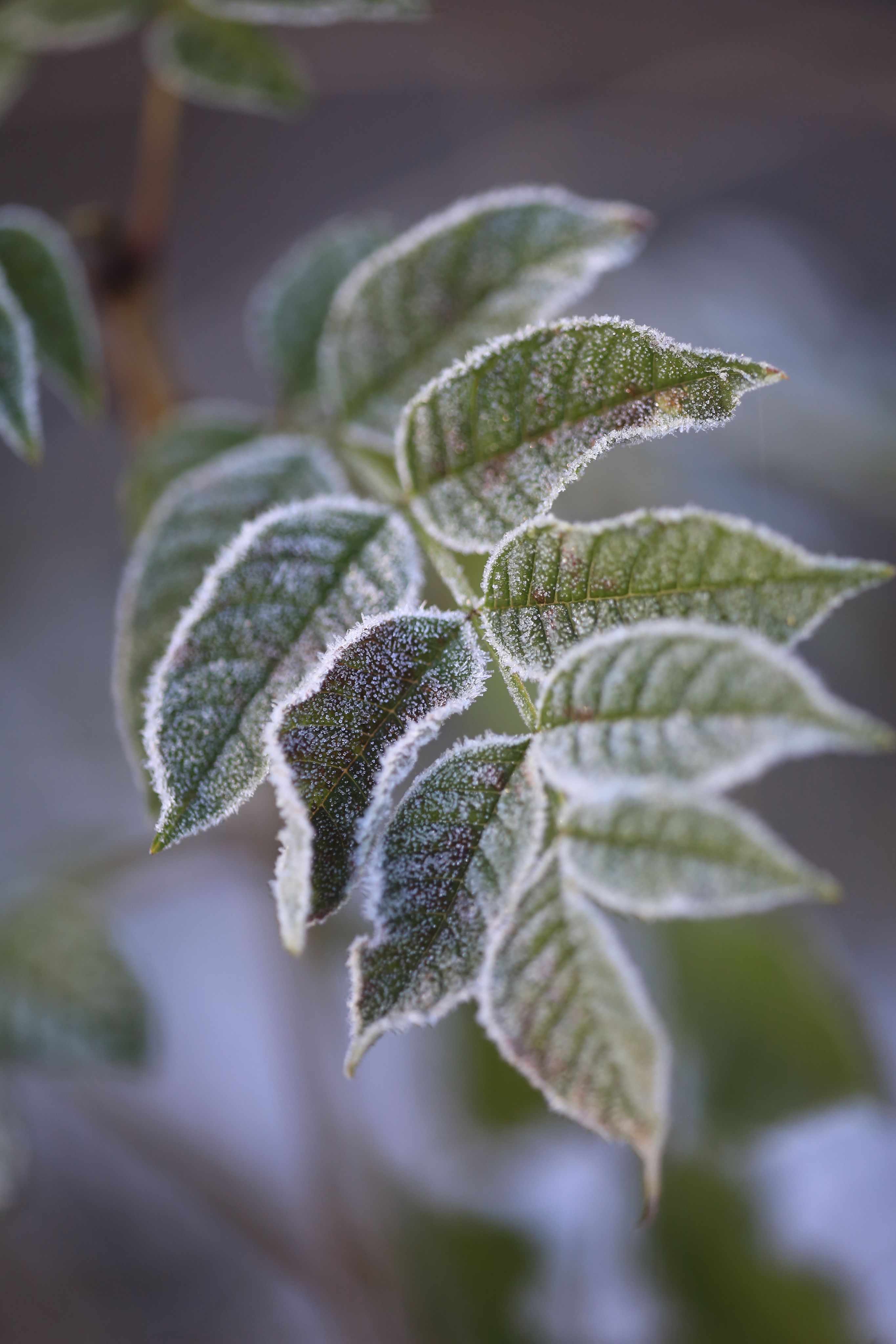 Leaves in frost