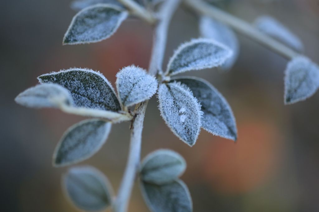 Ice covered foliage