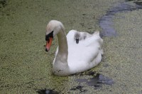 Swan and cignet