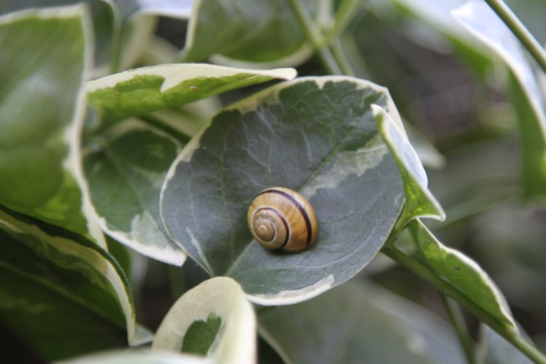 Snail