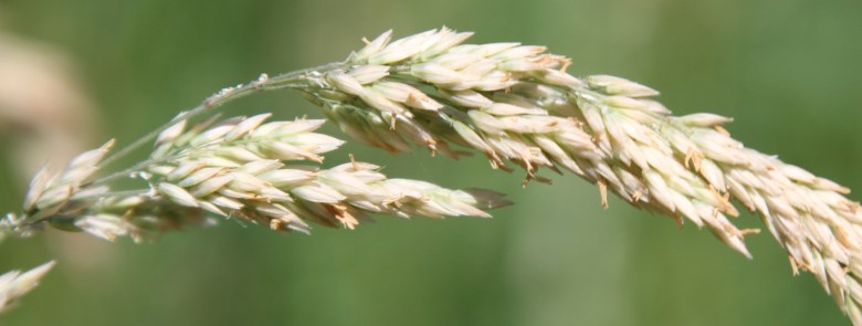 Humble Grass 