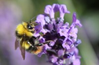 Bumblebee on lavender