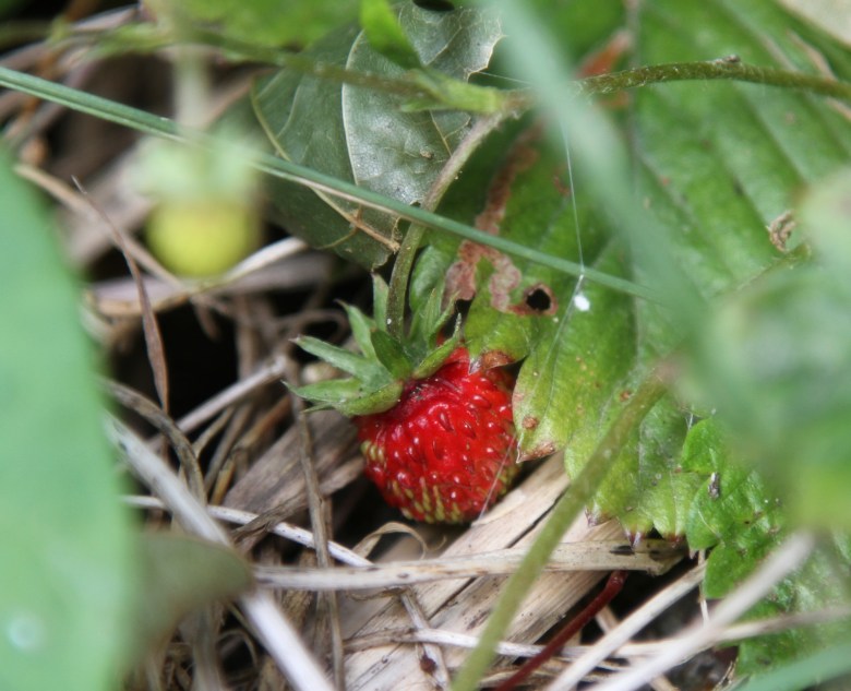 Wild strawberry